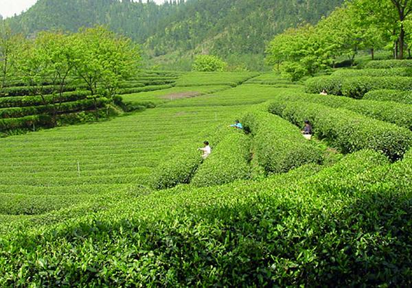 绿茶提取物(茶多酚)